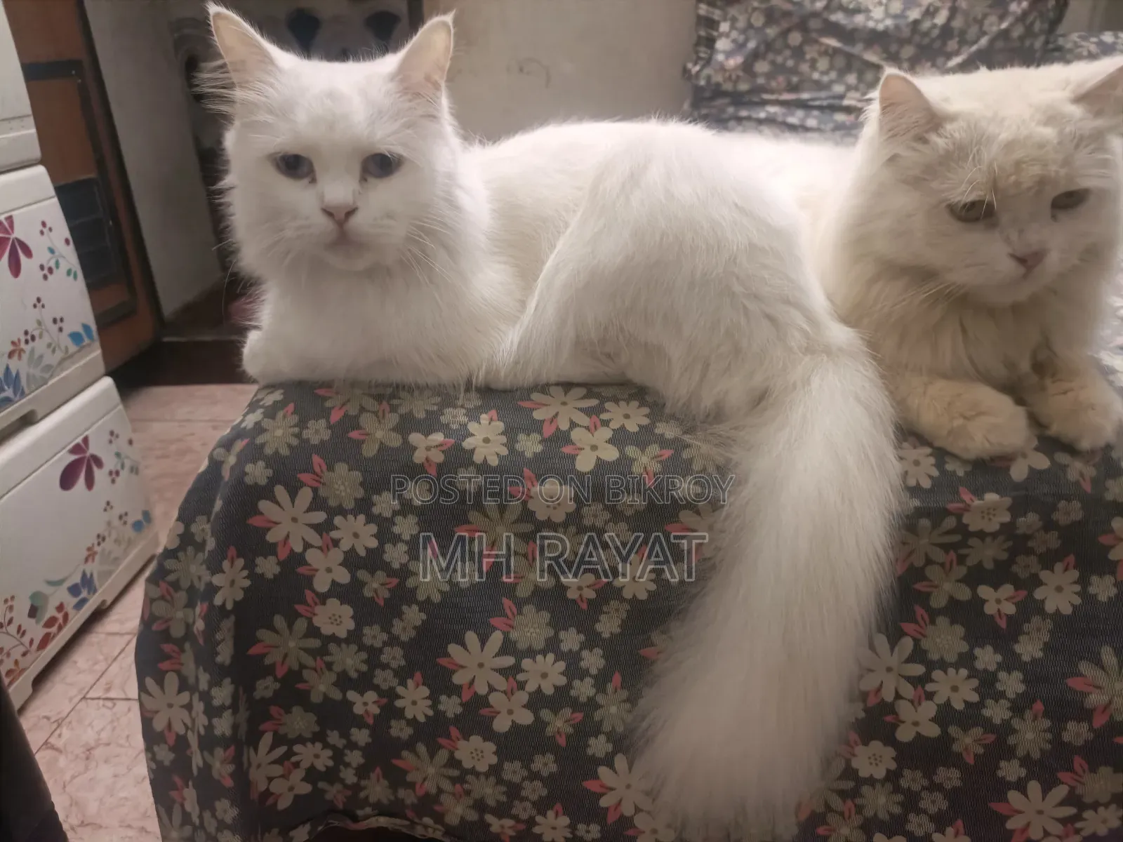 1+ year Male Purebred Persian