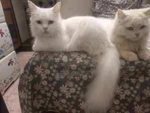 1+ year Male Purebred Persian