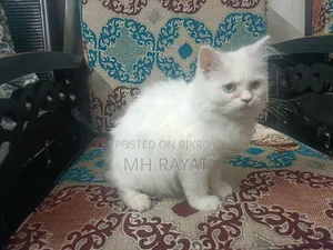 1+ year Male Purebred Persian