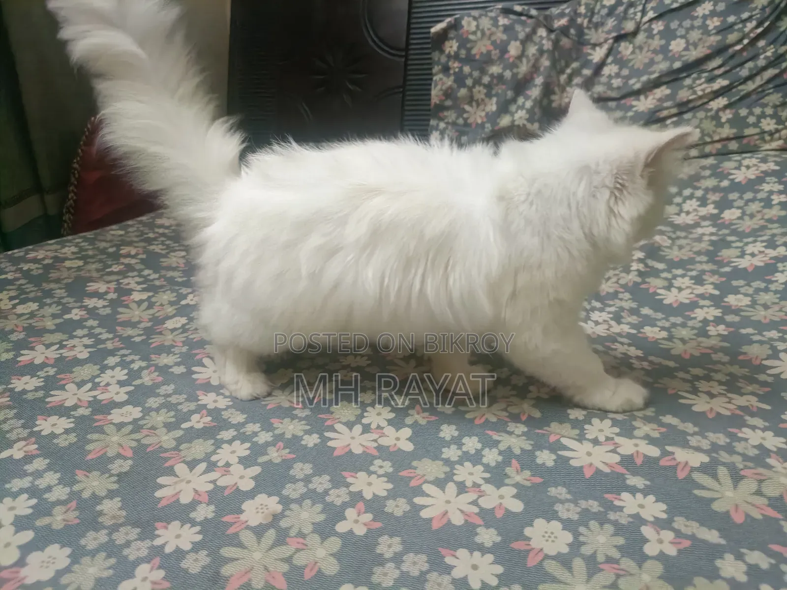 1+ year Male Purebred Persian