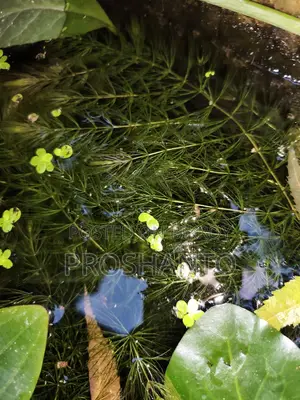Aquatic Plant (Water Plant)