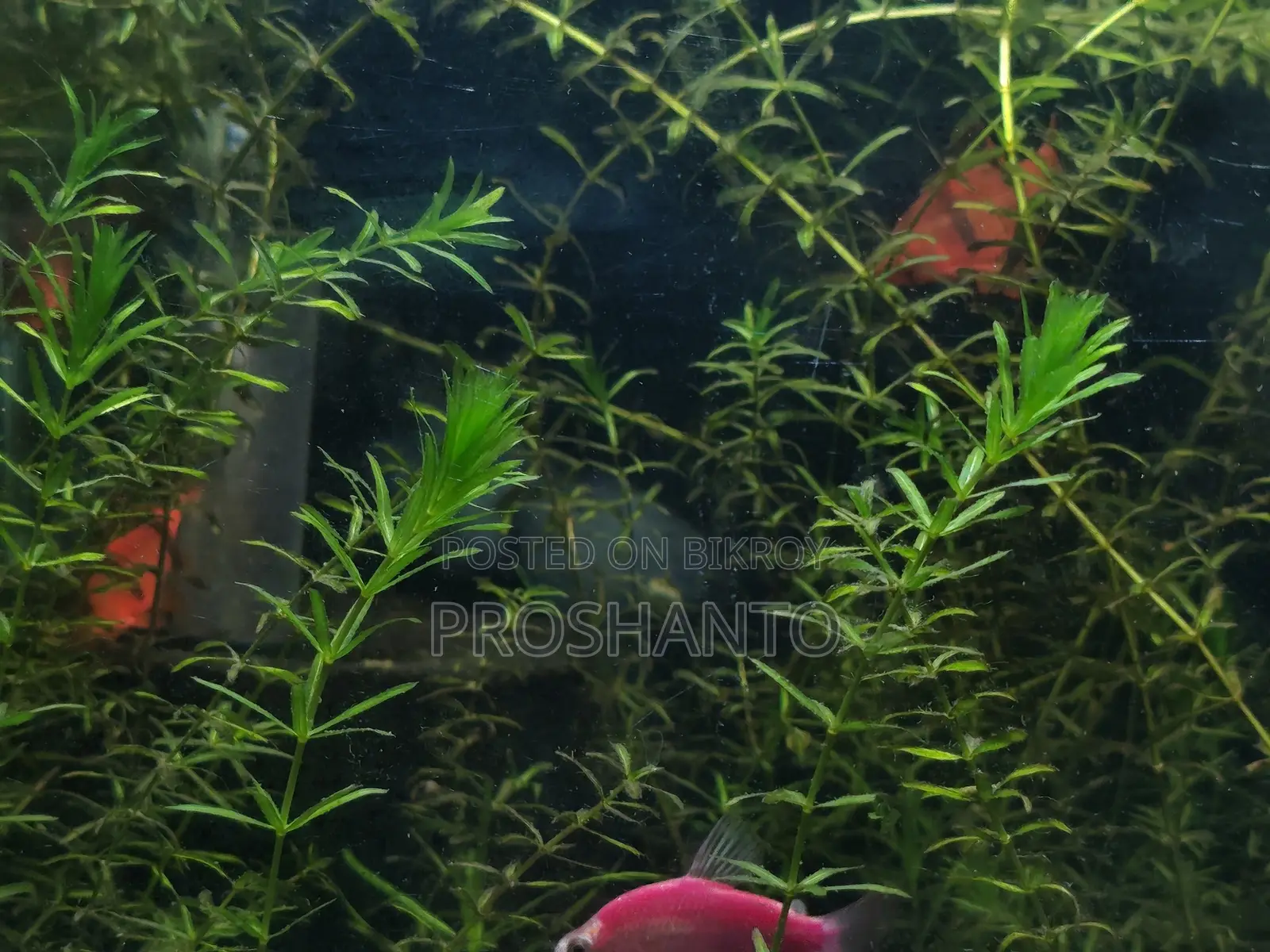 Aquatic Plant (Water Plant)