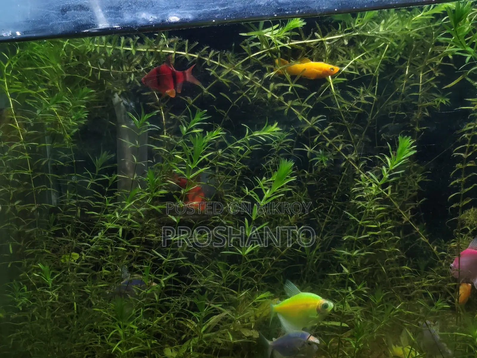 Aquatic Plant (Water Plant)