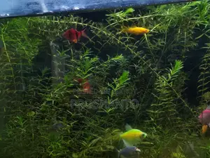 Aquatic Plant (Water Plant)