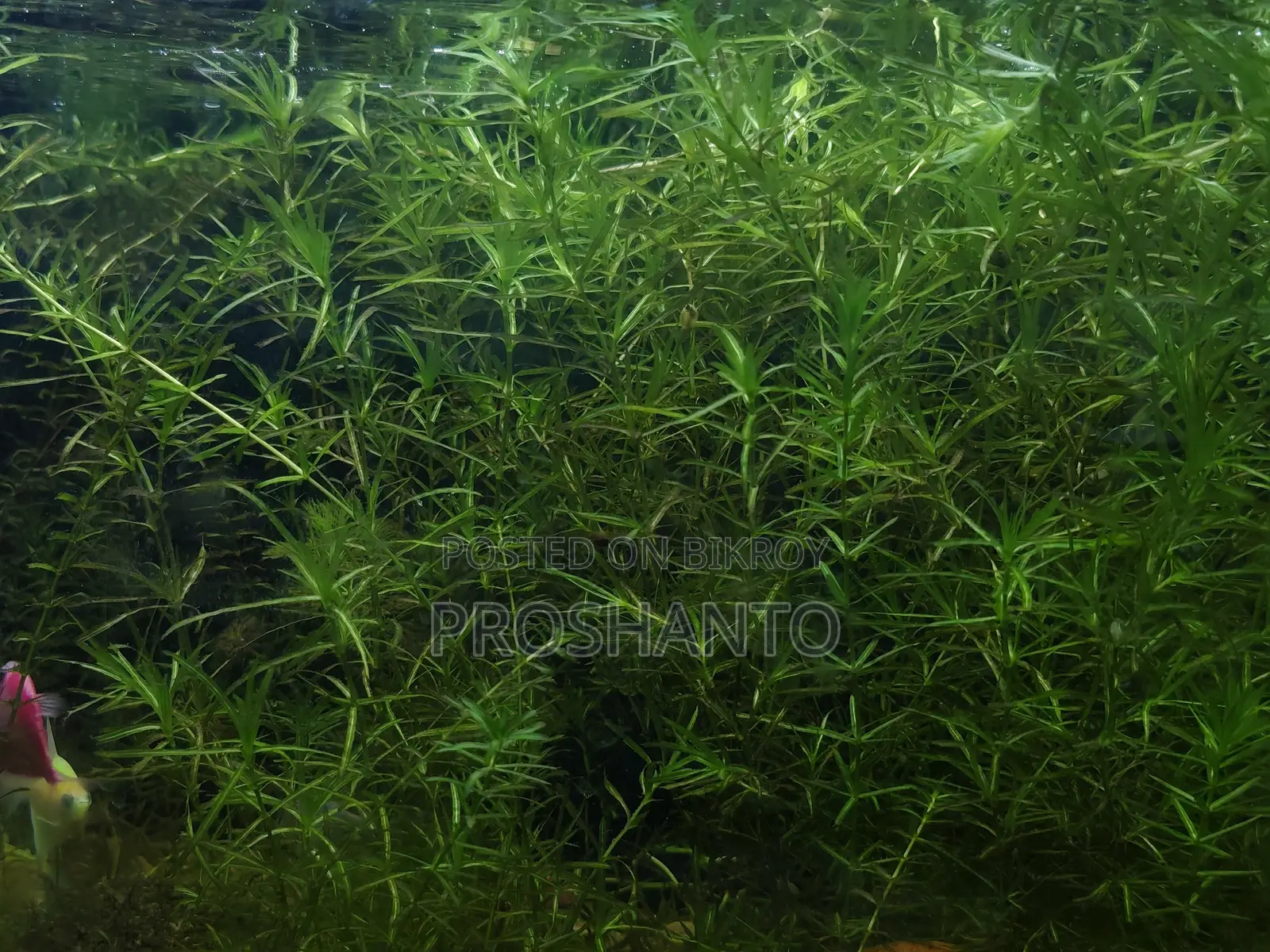 Aquatic Plant (Water Plant)