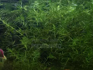 Aquatic Plant (Water Plant)