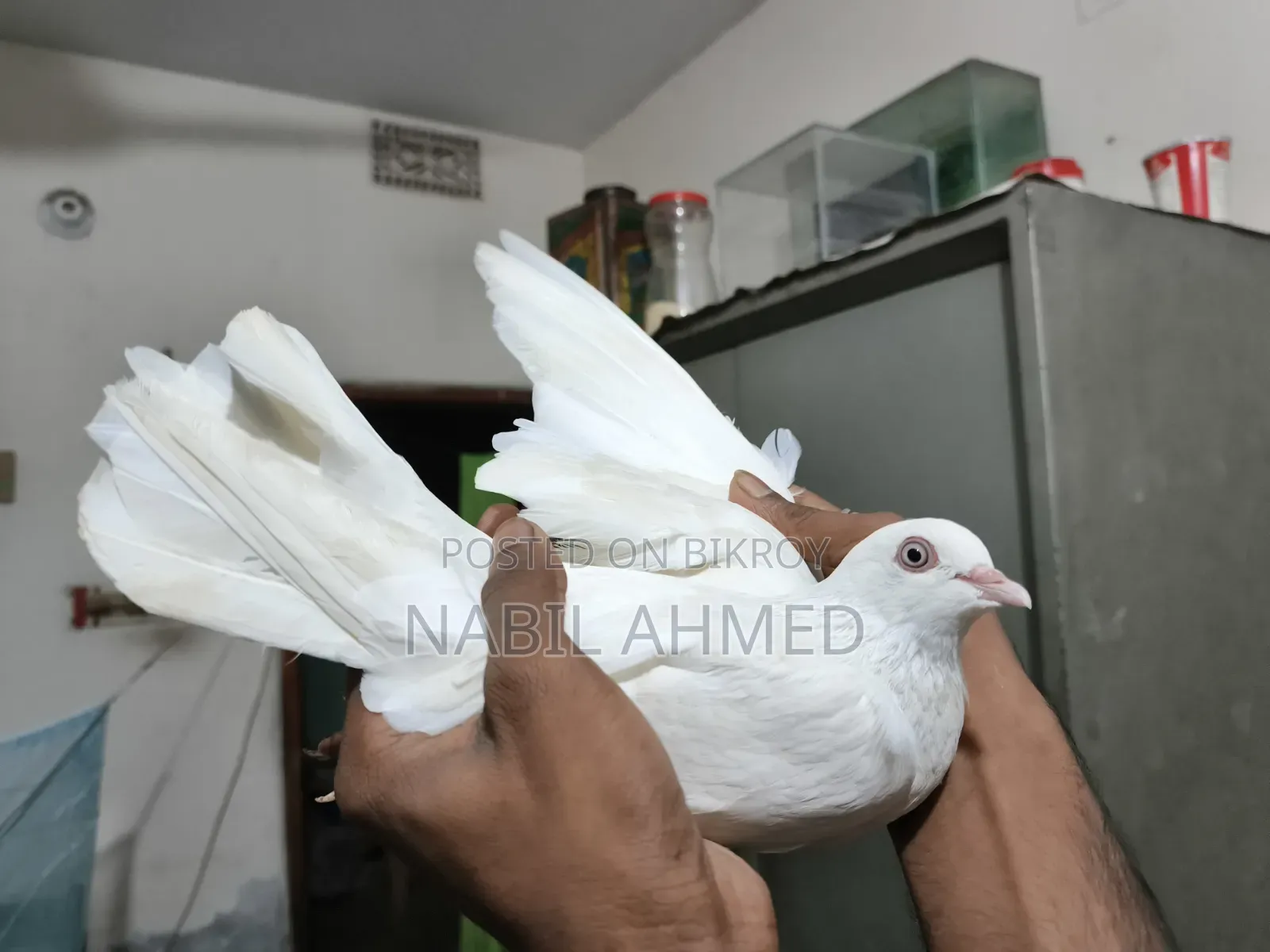 ৪টি মাদি ১টি নর কবুতর