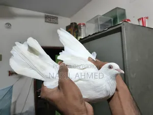 ৪টি মাদি ১টি নর কবুতর