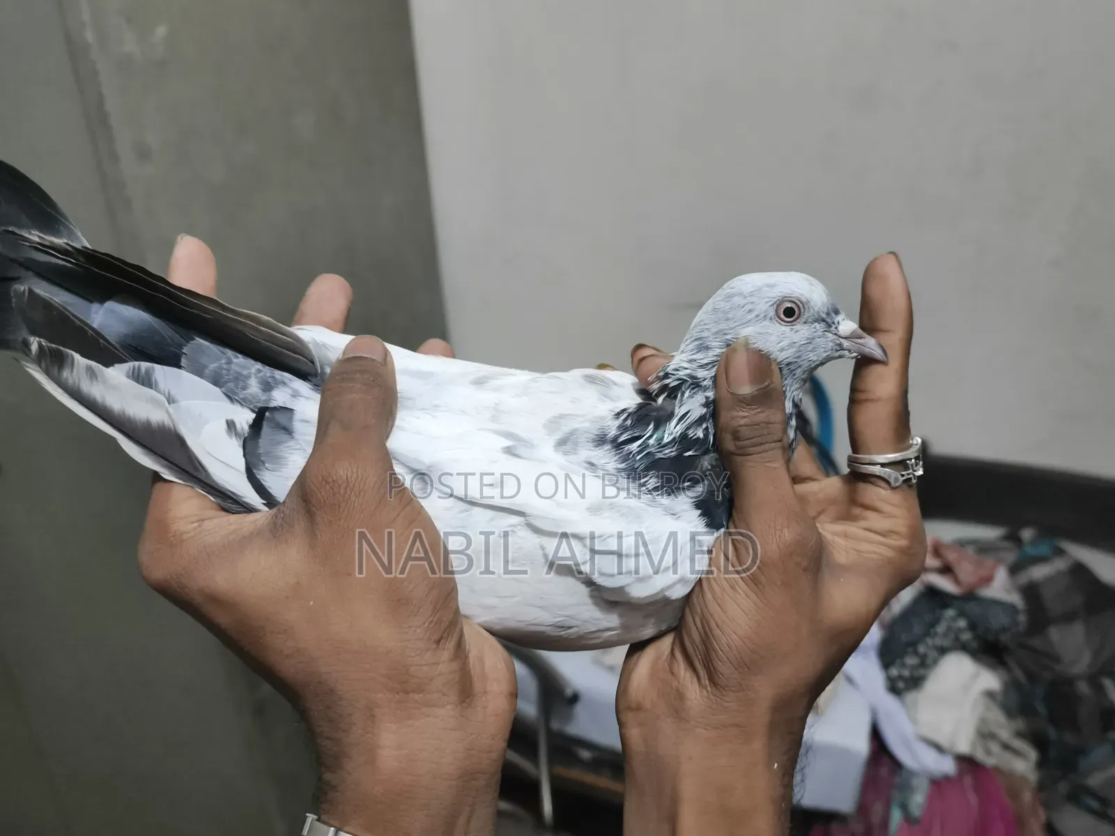 ৪টি মাদি ১টি নর কবুতর