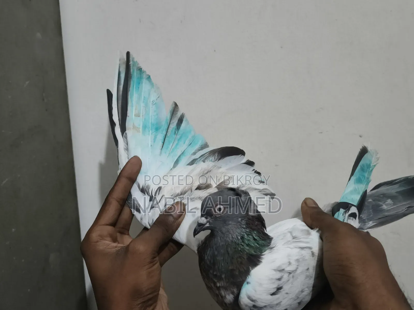 ৪টি মাদি ১টি নর কবুতর