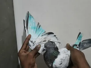 ৪টি মাদি ১টি নর কবুতর