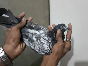 ৪টি মাদি ১টি নর কবুতর