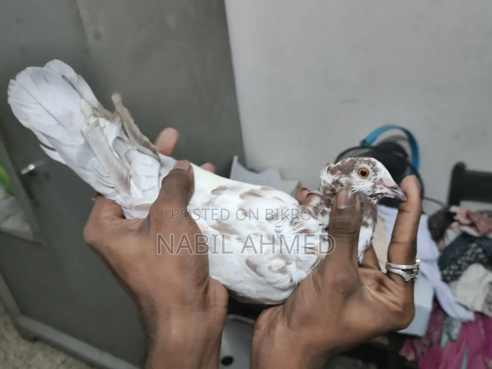 ৪টি মাদি ১টি নর কবুতর