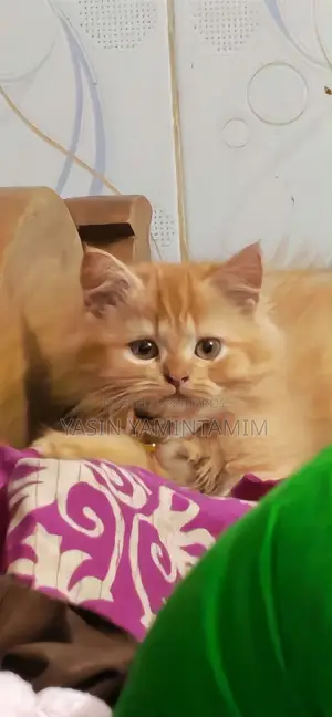 ১-৩ মাস বয়সী নর খাঁটি জাতের পার্সিয়ান