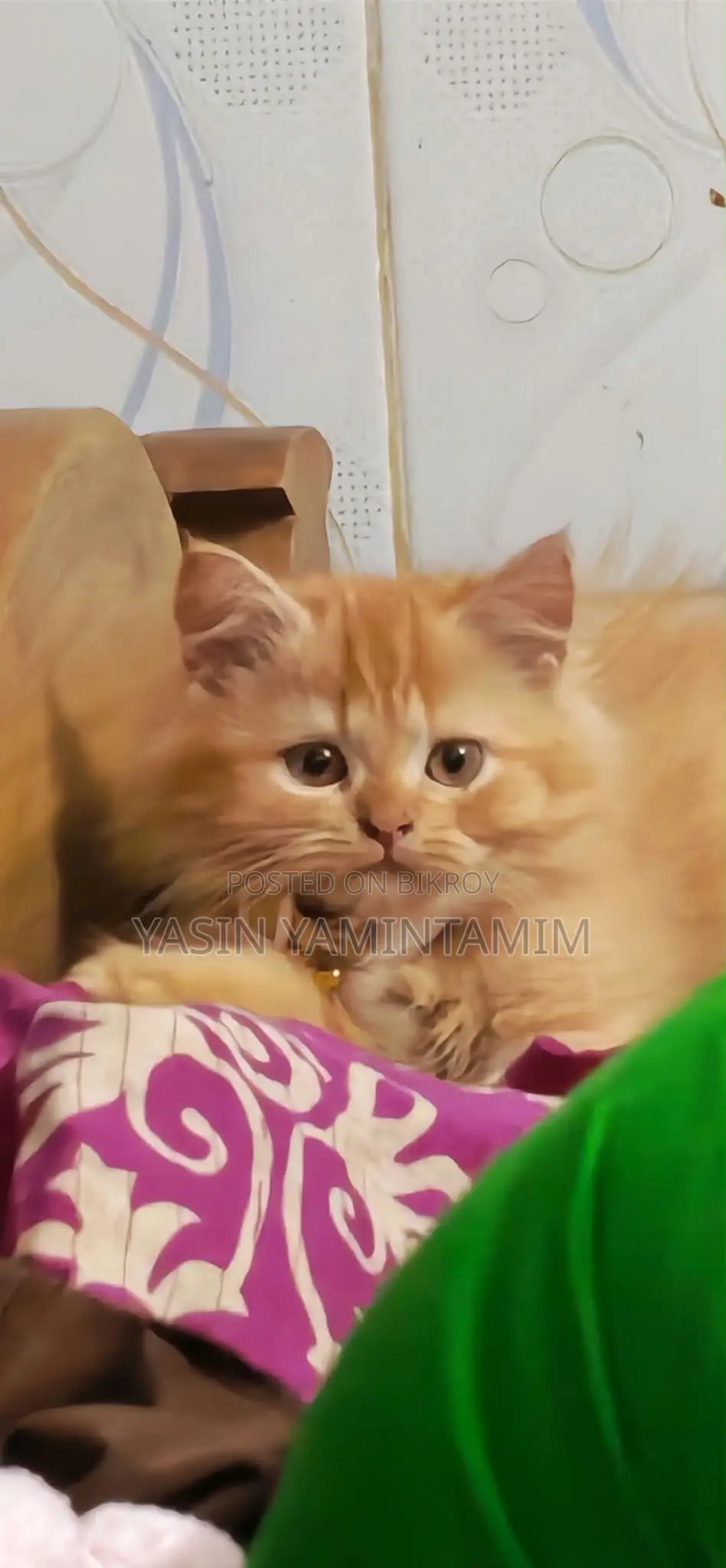 ১-৩ মাস বয়সী নর খাঁটি জাতের পার্সিয়ান