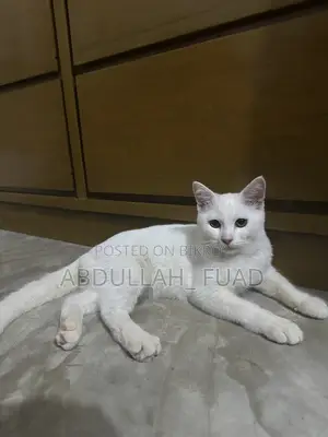 ৩-৬ মাসের নর মিশ্র জাতের পার্সিয়ান