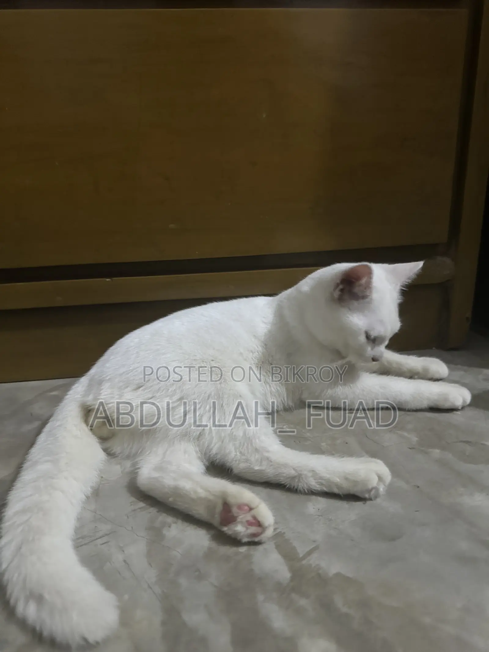 ৩-৬ মাসের নর মিশ্র জাতের পার্সিয়ান