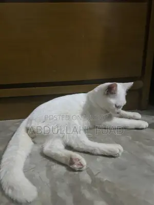 ৩-৬ মাসের নর মিশ্র জাতের পার্সিয়ান