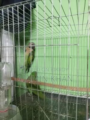 তোতা পাখি বিক্রি করবো