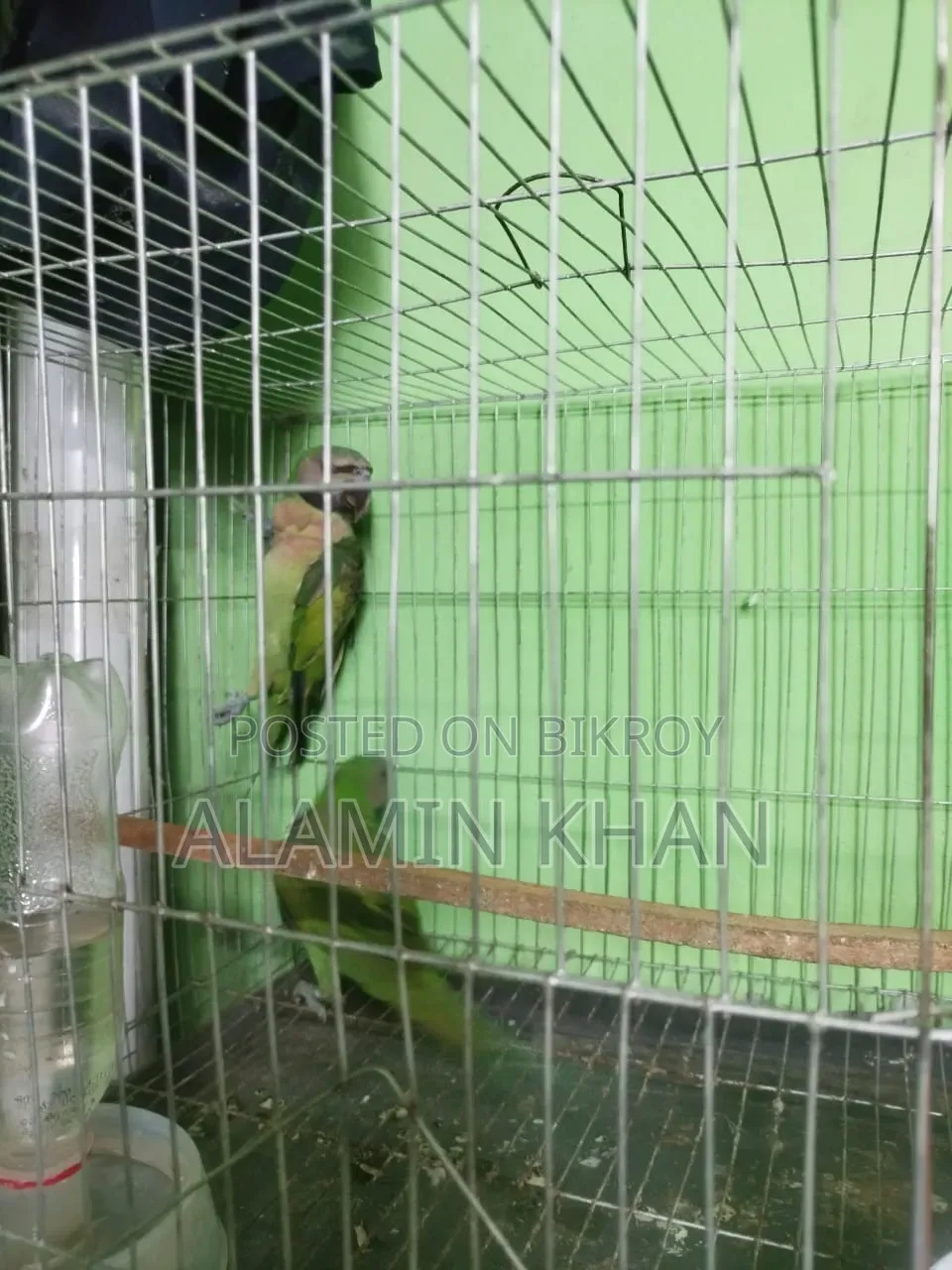 তোতা পাখি বিক্রি করবো