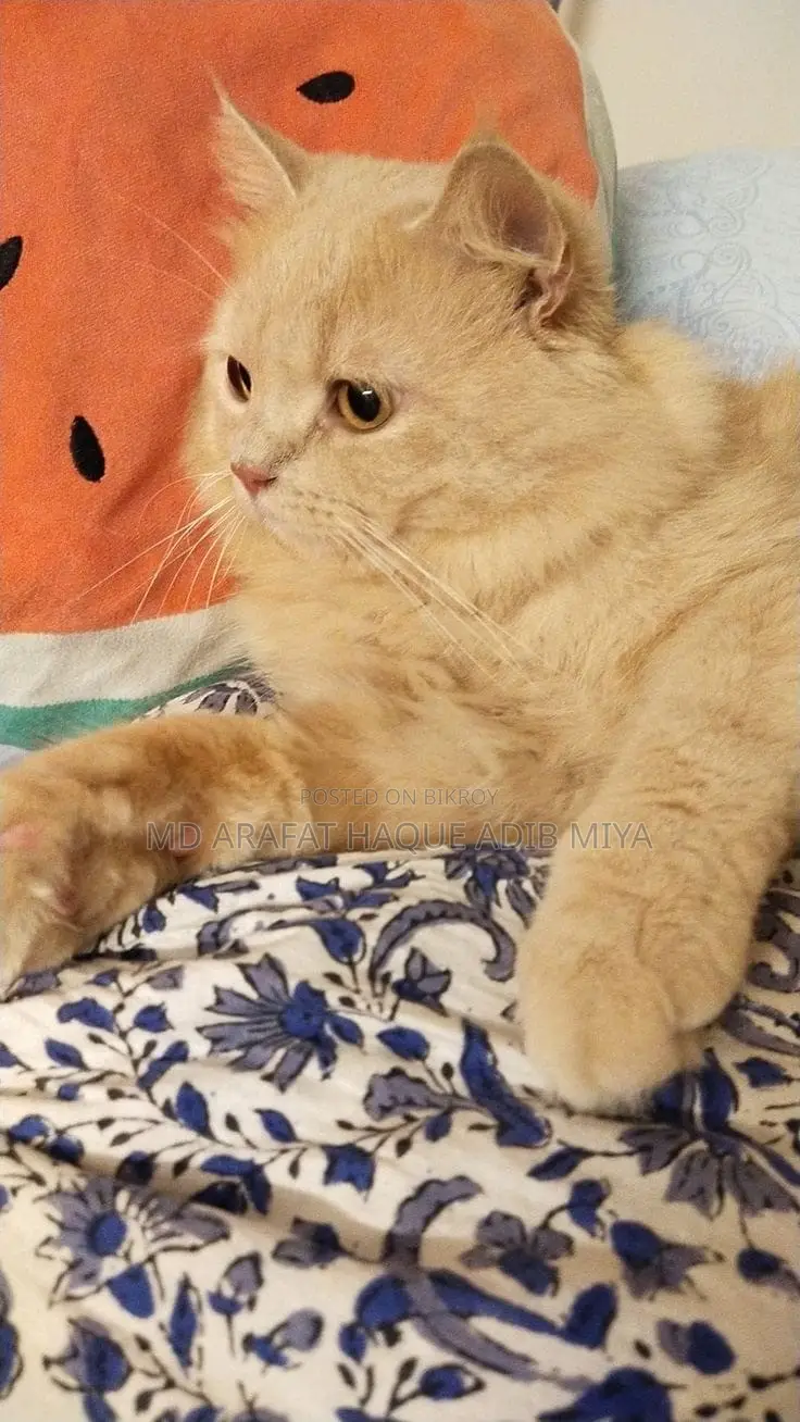 3-6 Months Male Purebred Persian