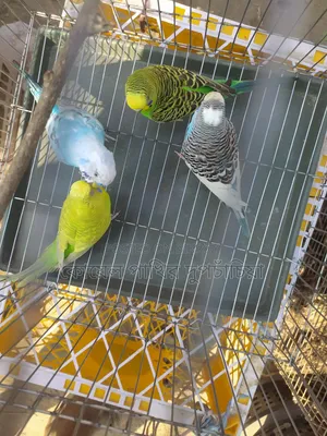 Breeding Budgerigar birds for sale, DNA confirmed