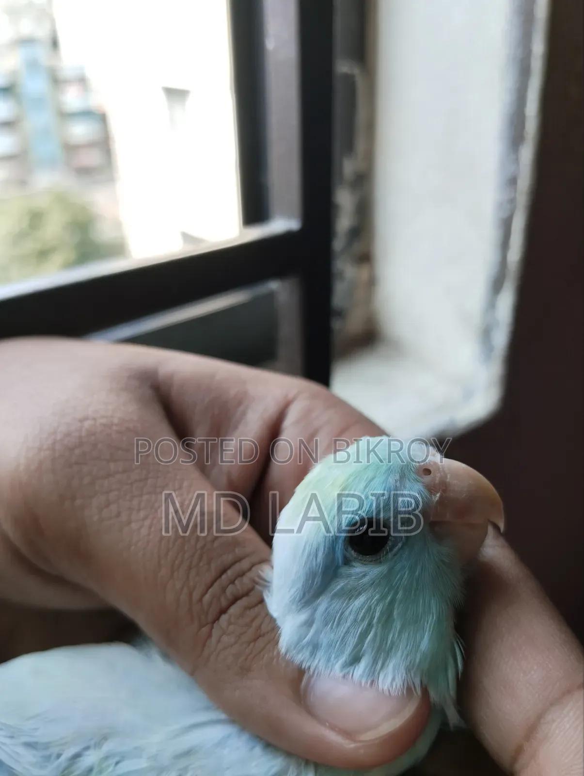 ৩ পিস ফোরপাস