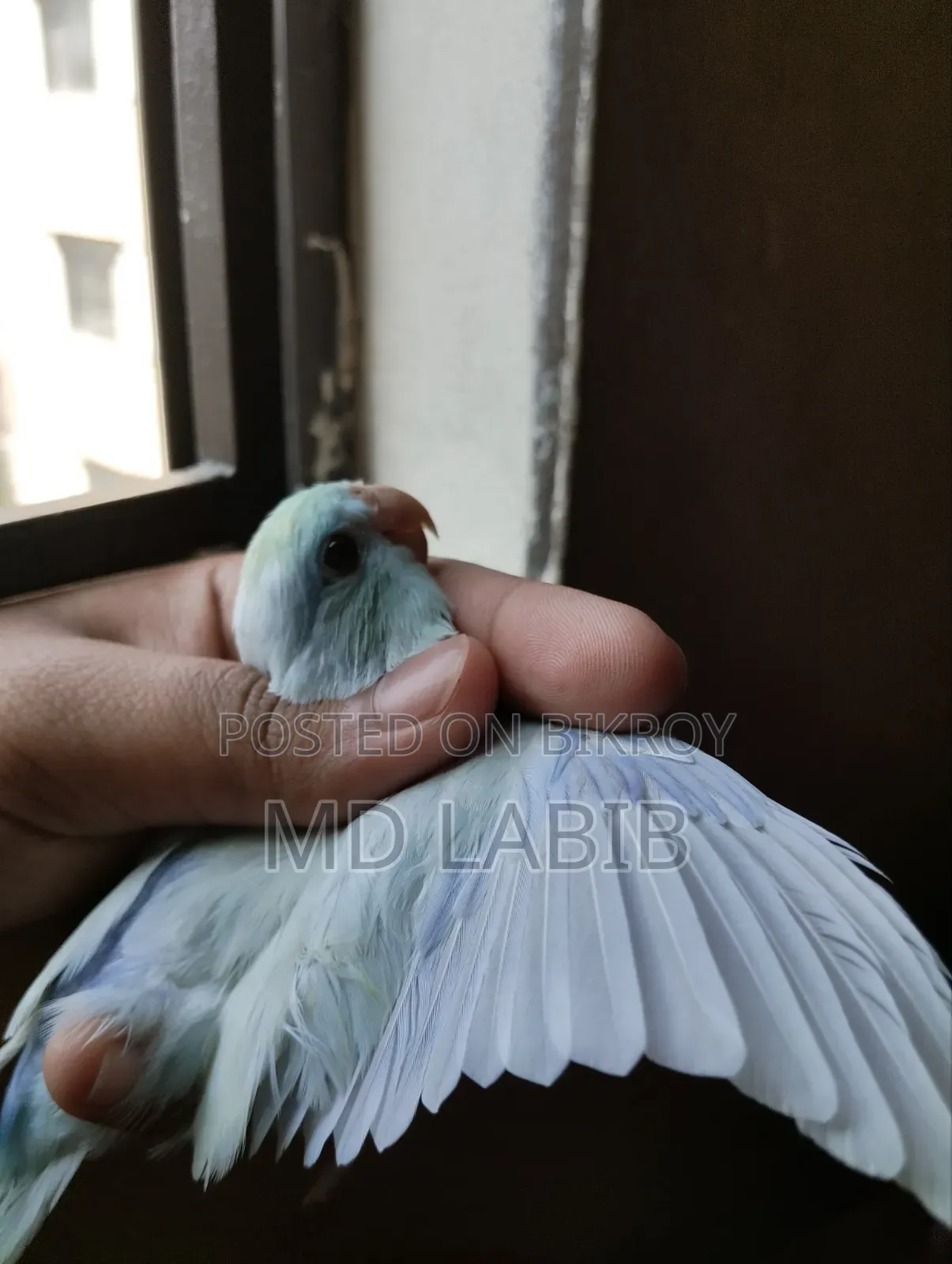 ৩ পিস ফোরপাস