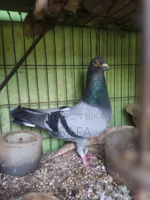 Racer Male Pigeon