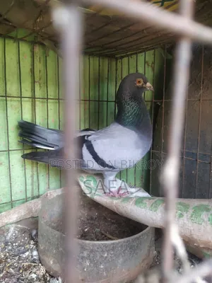 Racer Male Pigeon