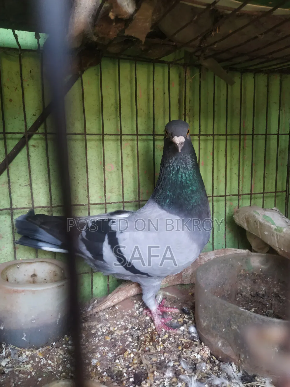 Racer Male Pigeon