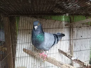 Racer Male Pigeon