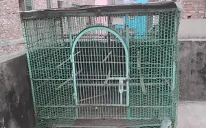 কবুতর বড় খাচা বা ধাপ্রি ৫.৫/ ৪ ফিট হাইট ৫ ফিট নাট সিস্টেম