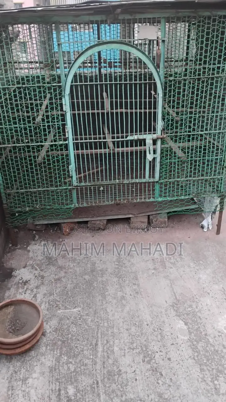 কবুতর বড় খাচা বা ধাপ্রি ৫.৫/ ৪ ফিট হাইট ৫ ফিট নাট সিস্টেম