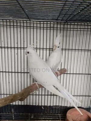 Cocktail Bird