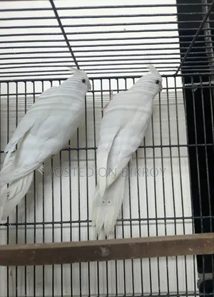 Cocktail Bird
