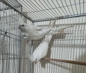 Cocktail Bird