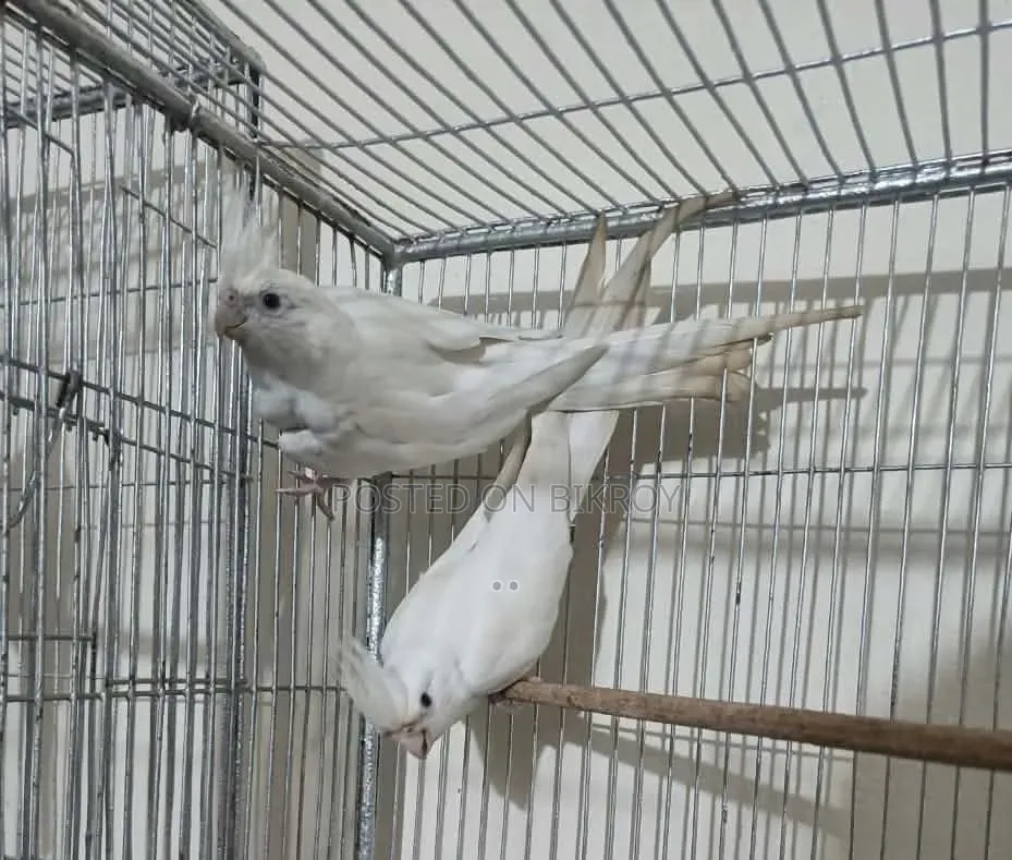 Cocktail Bird