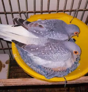 Dove Master Pair