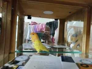 1 Pair Lovebirds