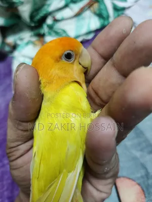 1 Pair Lovebirds