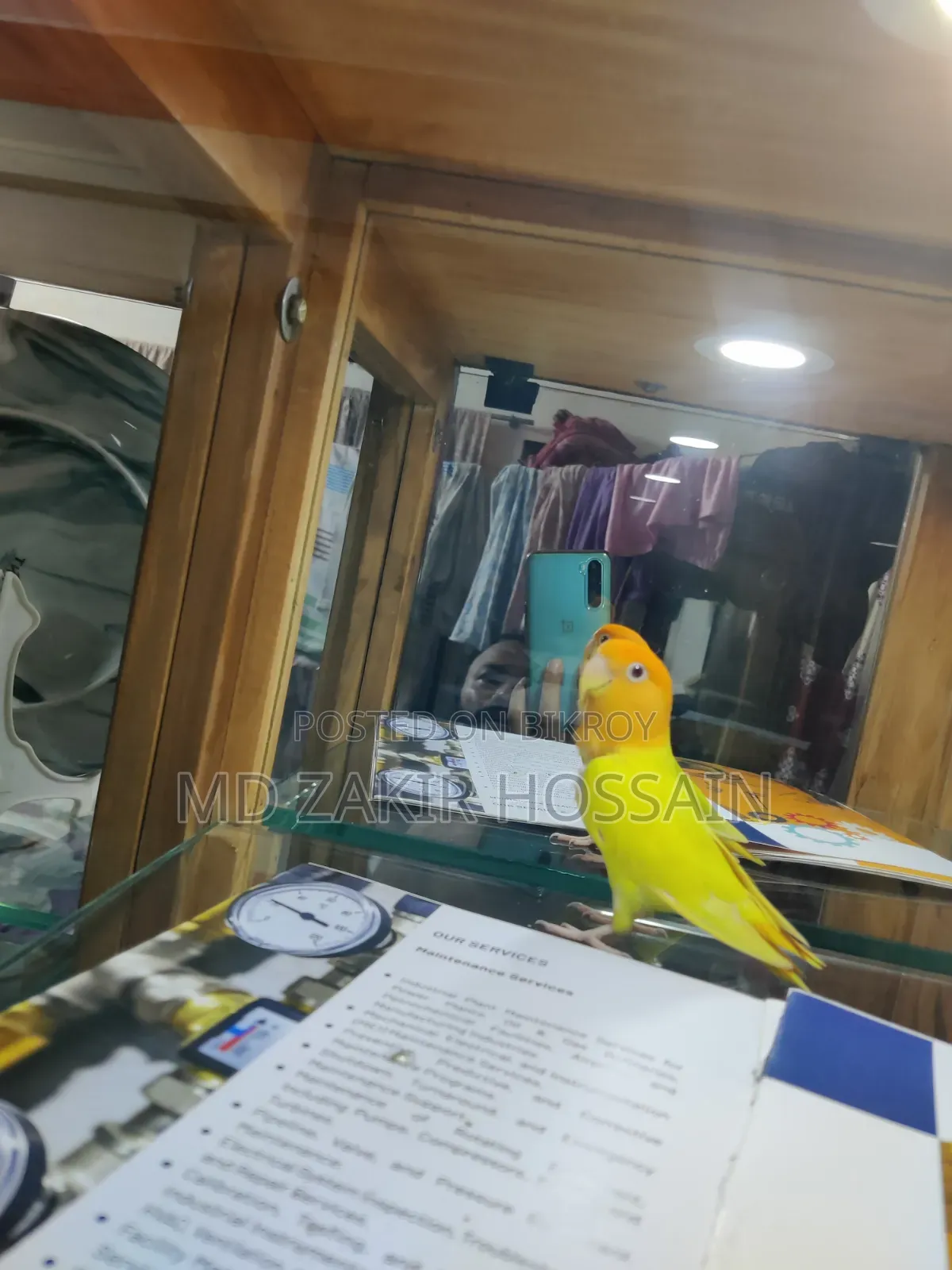 1 Pair Lovebirds