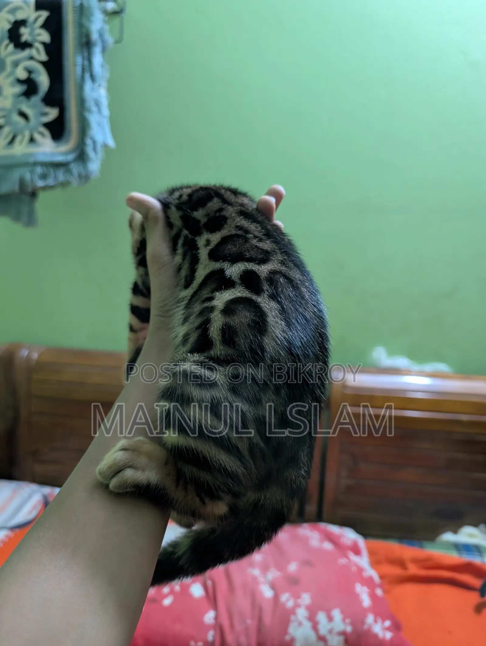 1-3 months Female Purebred Bengal