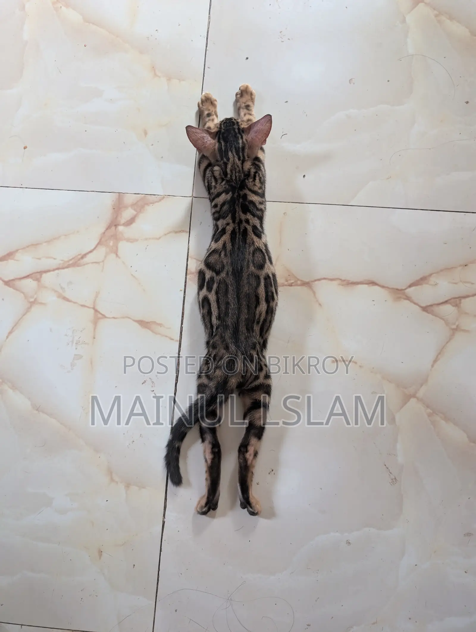 1-3 months Female Purebred Bengal