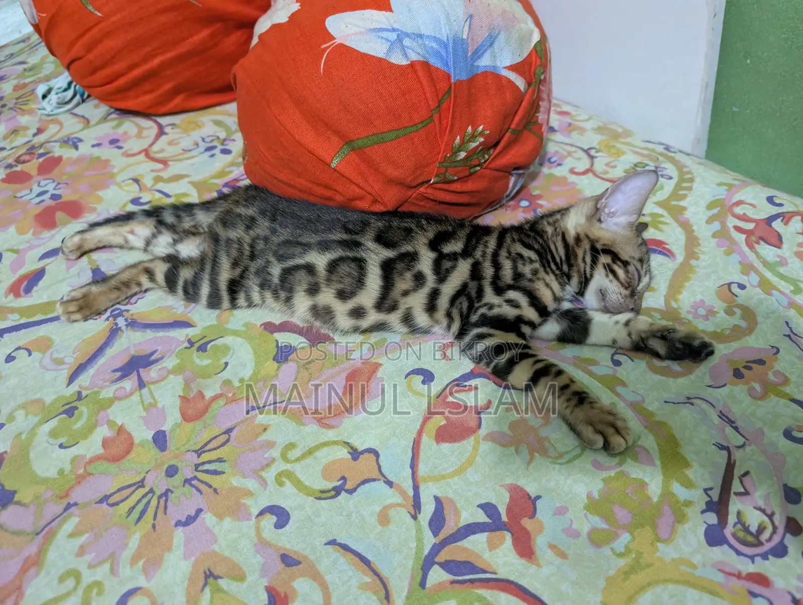 1-3 months Female Purebred Bengal