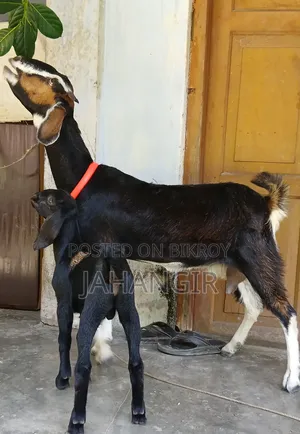 High Quality Goat Kid and Mother