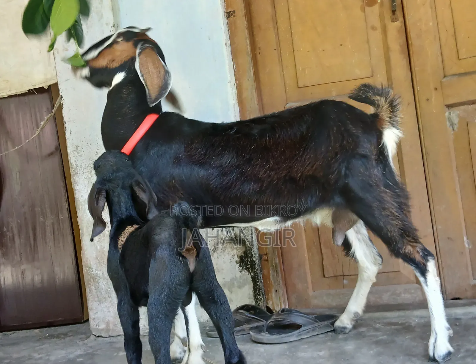 High Quality Goat Kid and Mother