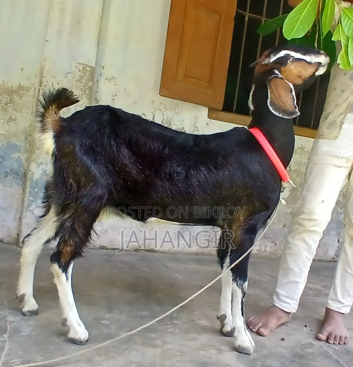High Quality Goat Kid and Mother