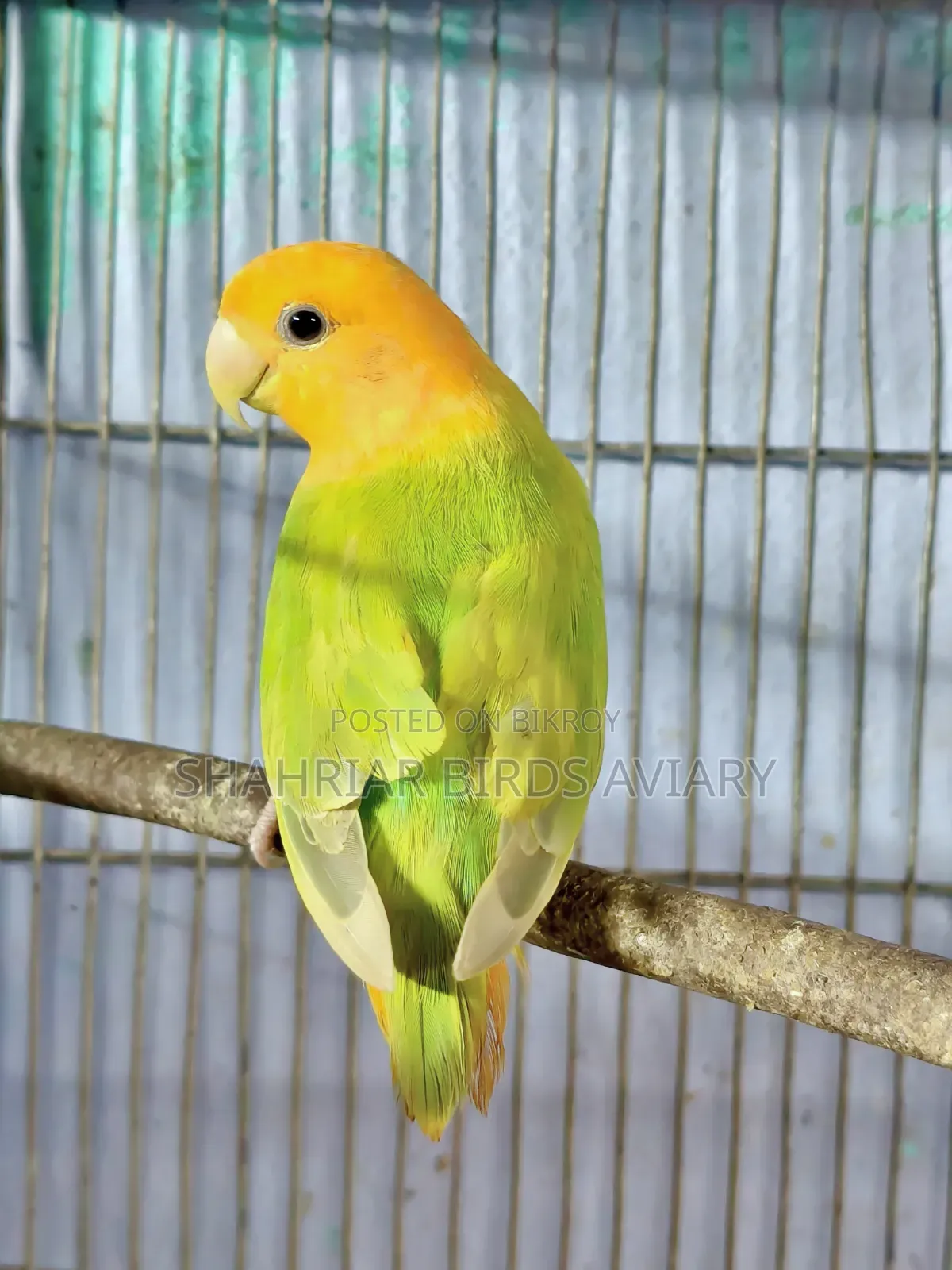 লাভবার্ড ব্রিডিং ফিমেইল