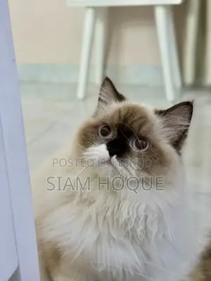 6-12 months Female Purebred Himalayan